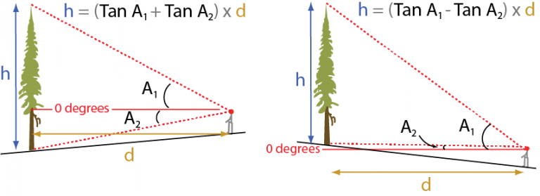 Height measurements | BC BigTree